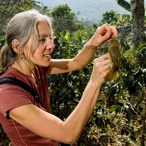 Amanda Rodewald banding a bird in Colombia