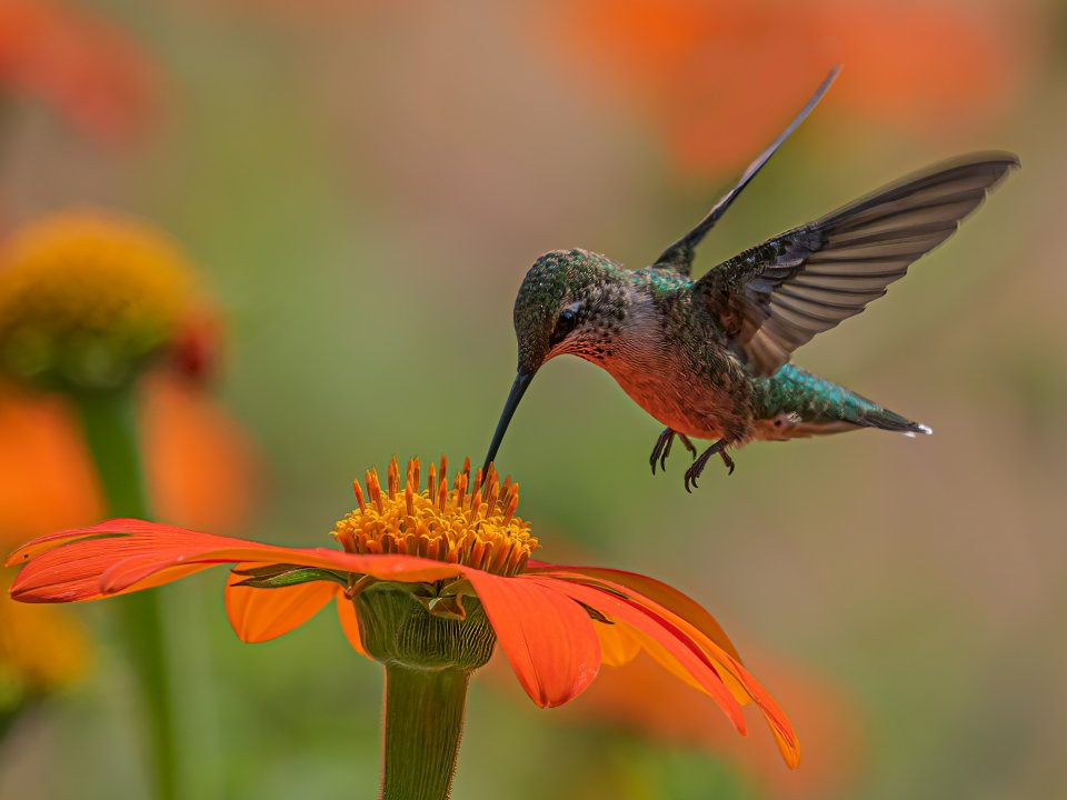  Hummingbird feeds on Mexican Sunflower. 
