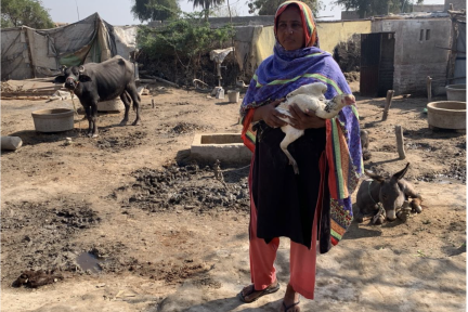 A Pakistani woman stands holding a chicken. 