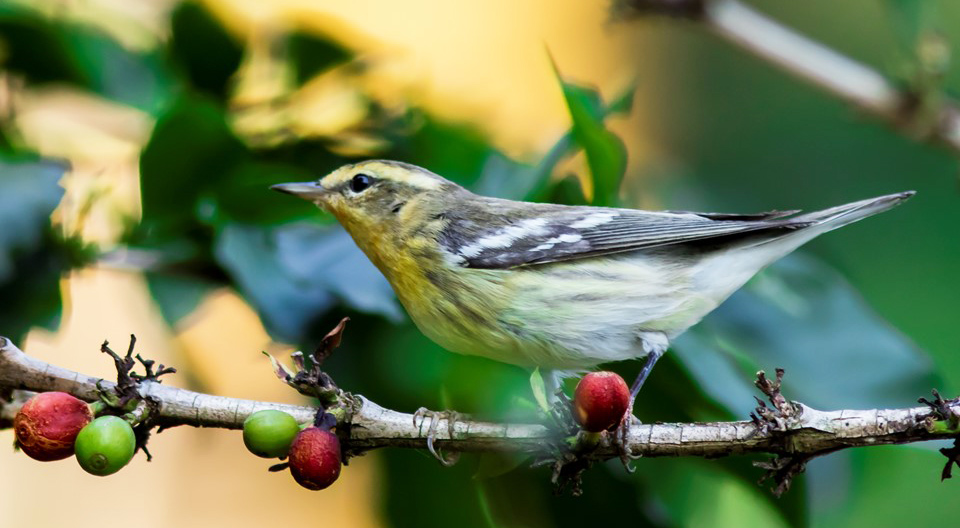 Blackburnian warbler on coffee branch