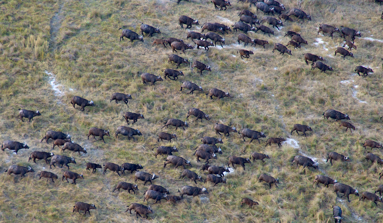 herd of wild buffalo in Africa