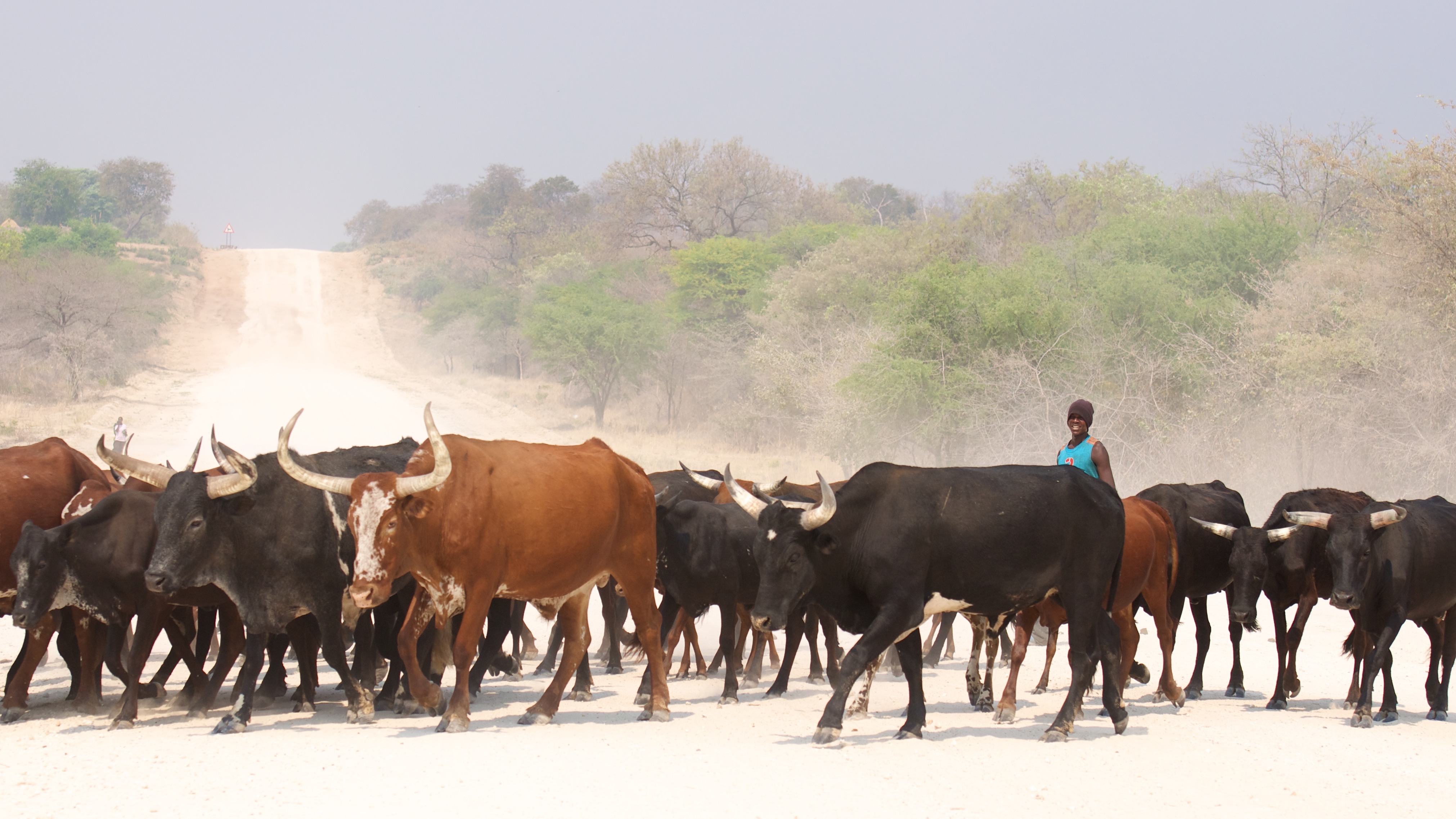A beef cattle farmer and his herd in the Zambezi region