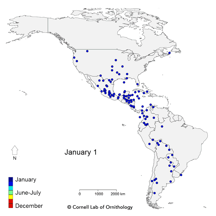 Western Hemisphere bird migration patterns