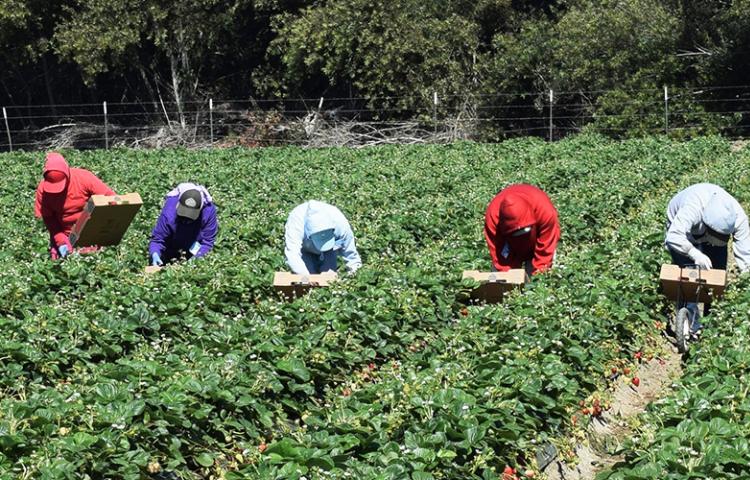 Migrant field workers in California