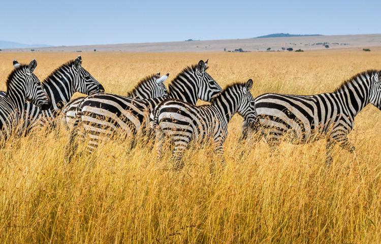 zebra herd in Africa