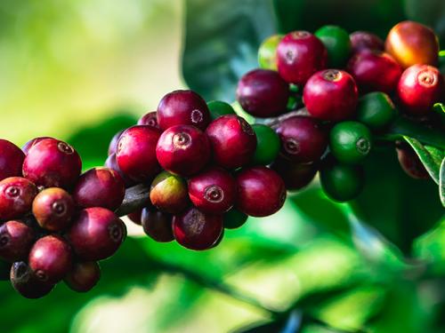 Coffee berries