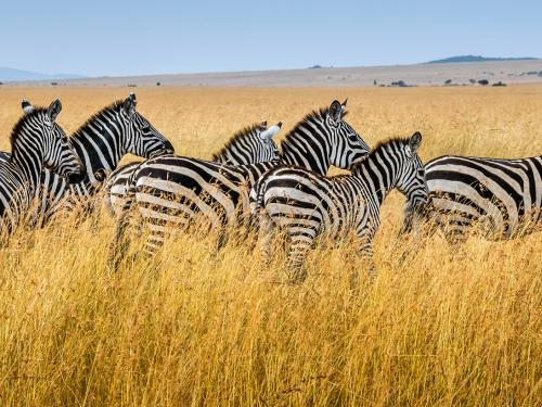 zebra herd in Africa