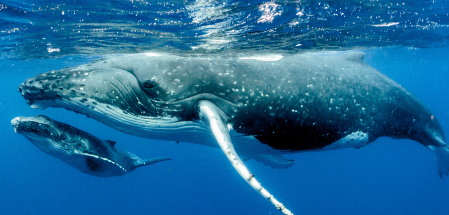 Mother and baby whale migrate through a blue ocean