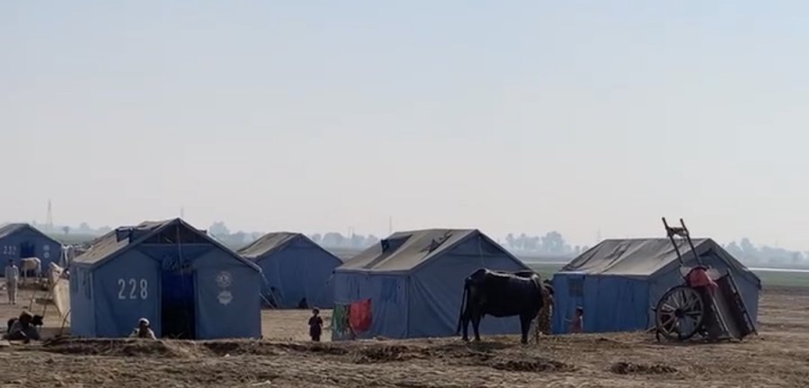 A row of blue tents in Sindh, Pakistan sit among people and livestock.
