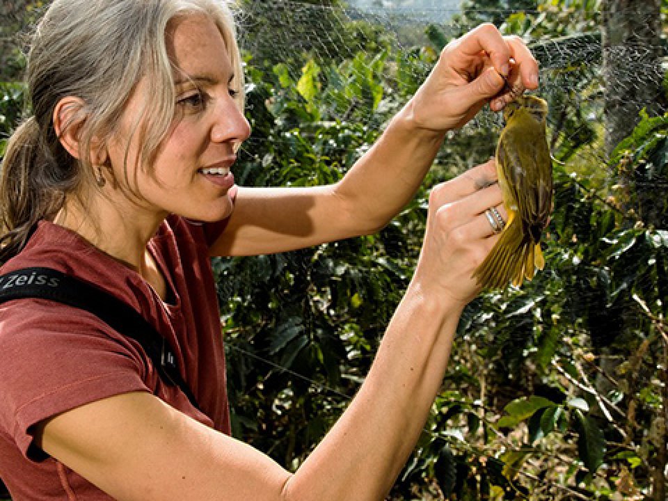 Amanda Rodewald banding a bird in Colombia