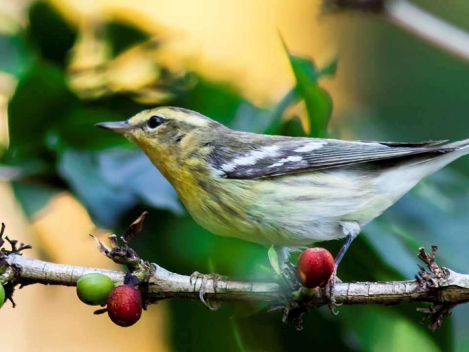 Blackburnian warbler on coffee branch