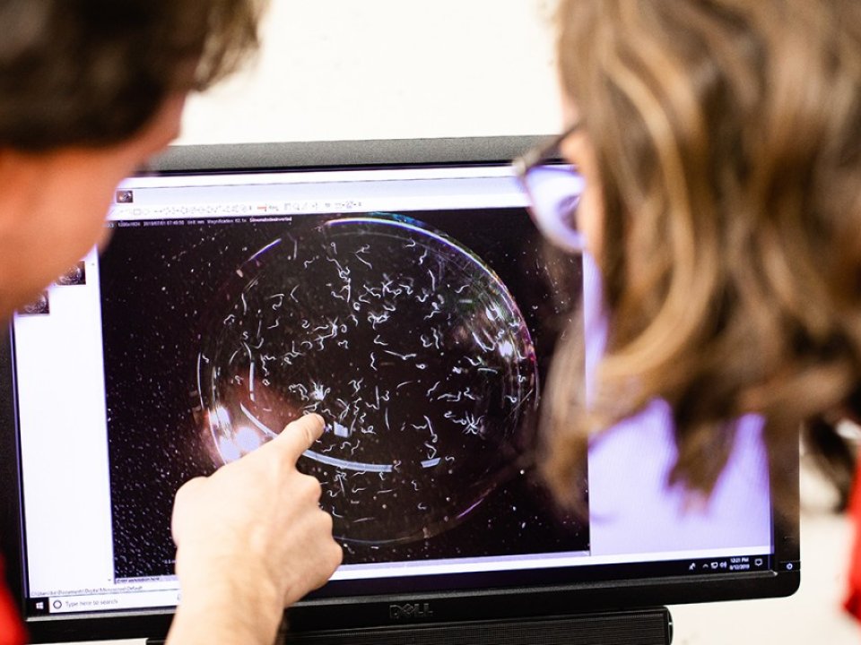 Researchers examine nematodes under a digital microscope.