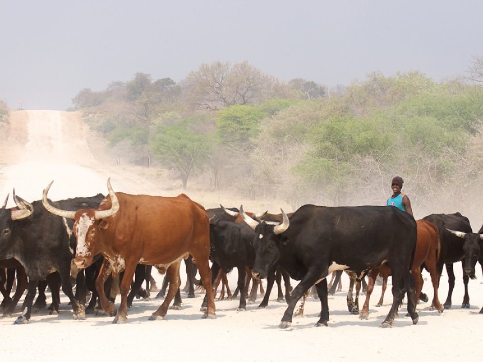 A beef cattle farmer managing his herd in the Zambezi region, Namibia.