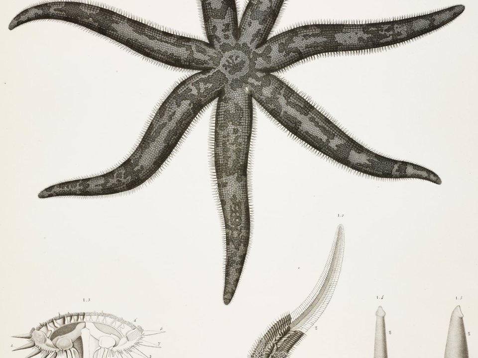 A 19th-century French engraving of starfish in Egypt.Credit...