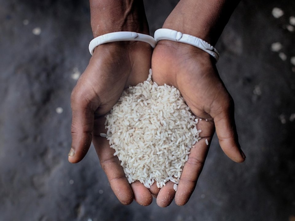 Hands holding grains of rice.