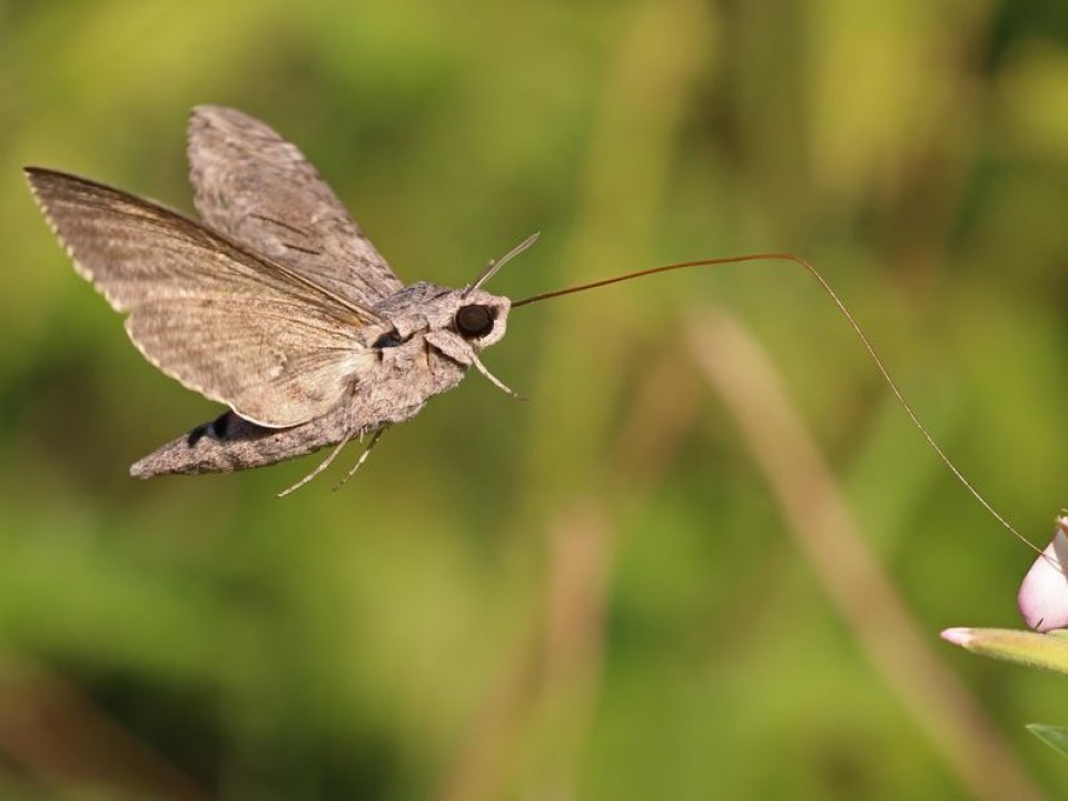 Moth flying near plants