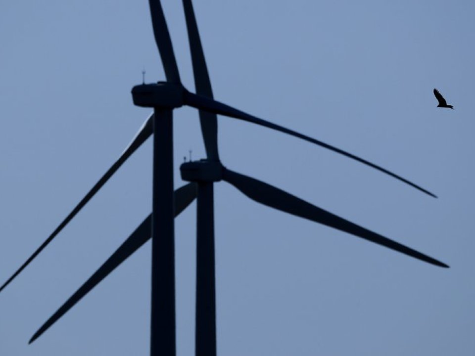 Bird flies among wind turbines