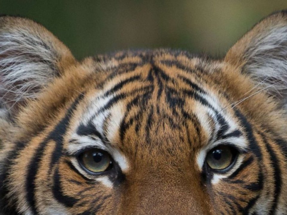 Closeup of tiger'e eyes and top of head