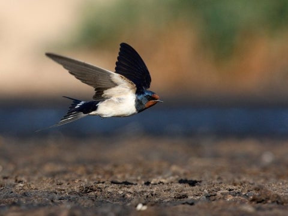 Bird mid-flight close to the ground