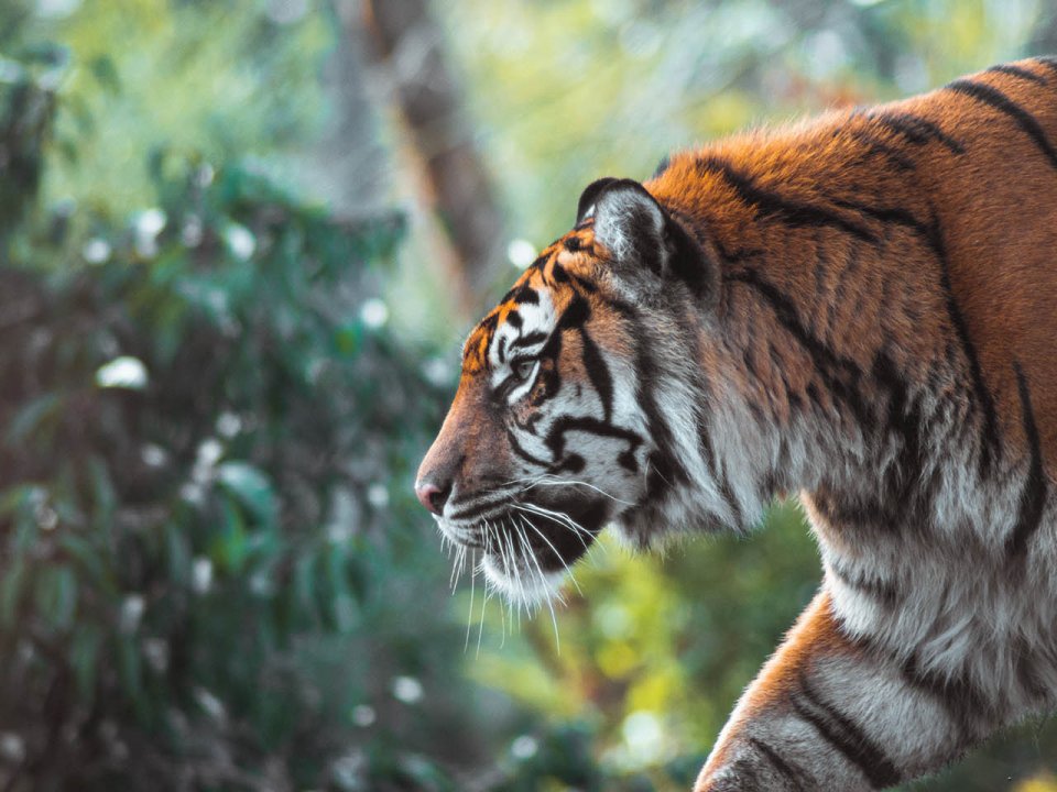 Sideview of tiger walking through greenery