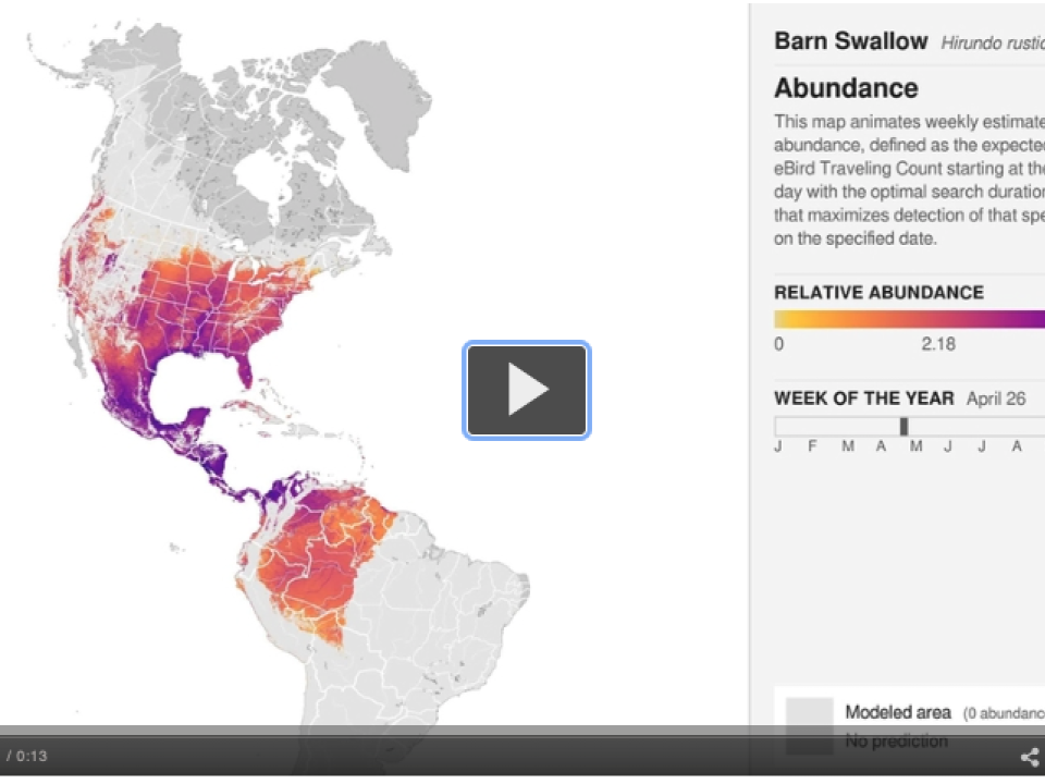 animation is using eBird data showing North and South America on the right and text on the left