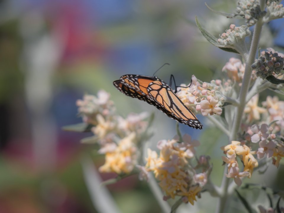 Monarch butterfly on pastel colored flowers