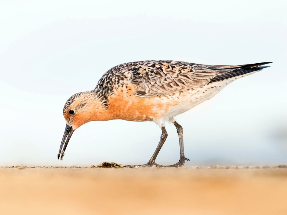 A red knot bird on the beach in Cape May, N.J.