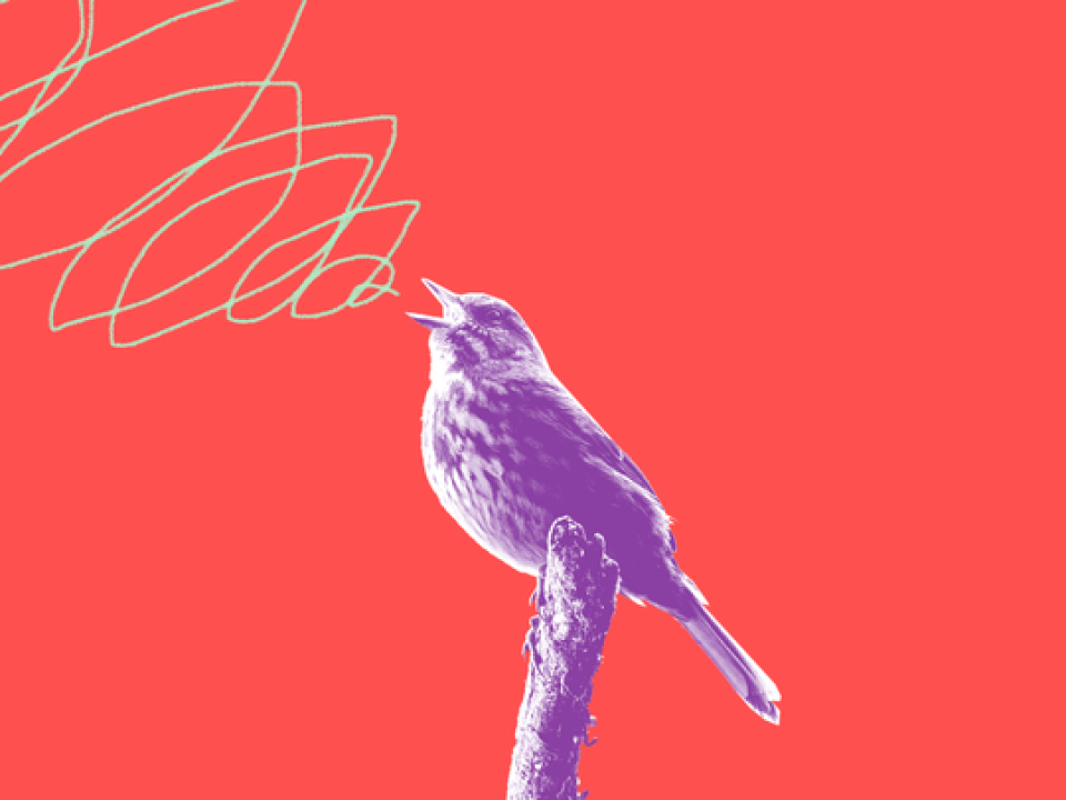 Red background with purple bird illustration and squiggly lines showing birdsong