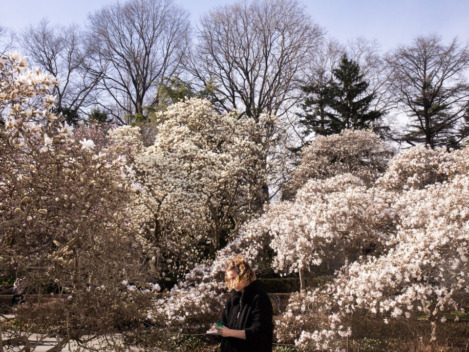 Rising temperatures are causing New York City’s flora to bloom earlier and differently. Credit...Credit...Natalie Keyssar for The New York Times