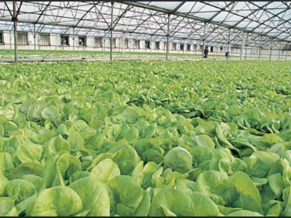 Green leafy vegetables growing inside hydroponic greenhouse