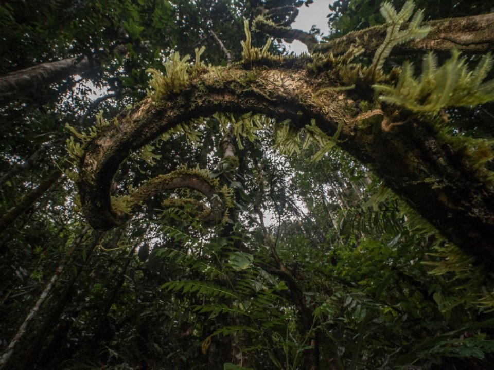 Liana, or woody vine, reaching for canopy in tropical jungle in Panama.