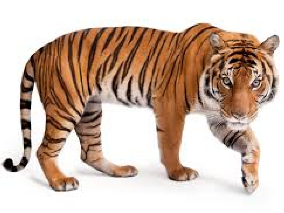 Large tiger walking (By Joel Sartore, National Geographic Photo Ark)