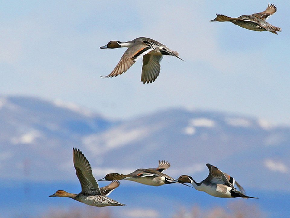 Northern pintails in flight at Bear River Migratory Bird Refuge in Utah. (Photographer: J. Kelly/Fish and Wildlife Service)