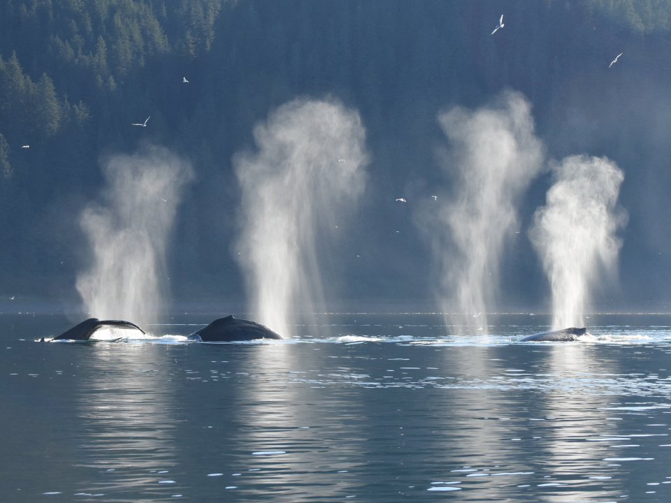 Humpback whales feed together just outside Glacier Bay, Alaska. Photographer: Christine Gabriele/National Park Service photo taken under National Marine Fisheries Service Scientific Research Permit #21059