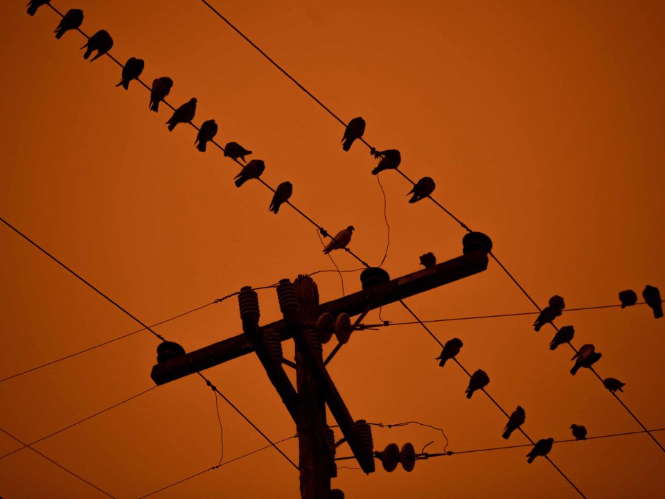 Birds sit on power line against red, smoky background