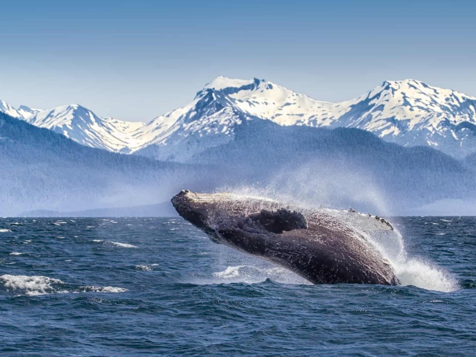  Breaching humpback whale in Glacier Bay, Alaska. Photograph by: Betty Wiley/Getty Images