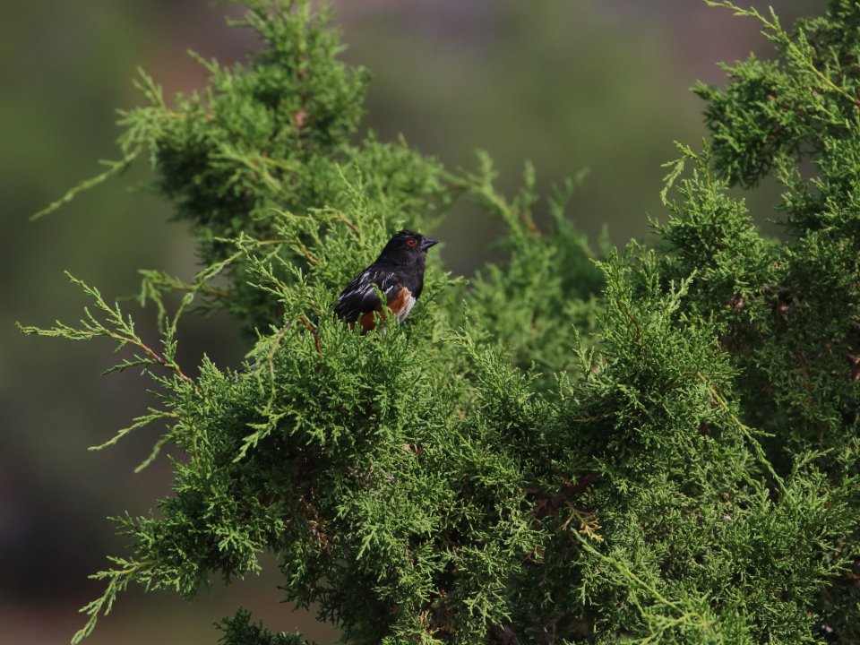 Blackbird sits in a tree