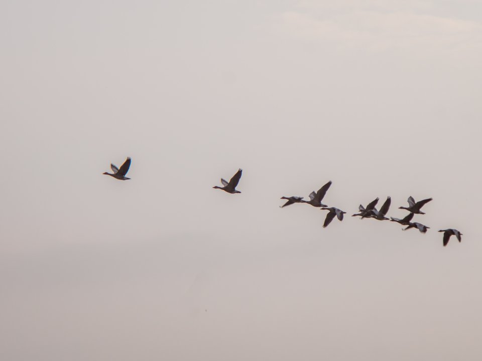 Geese fly in formation in the sky