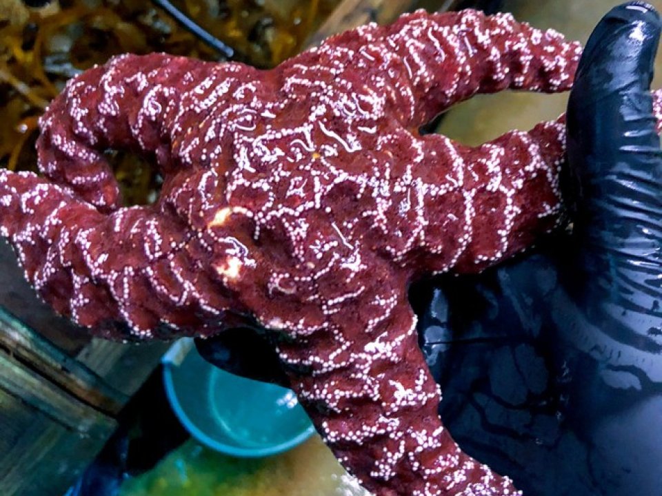 Gloved hand holds magenta starfish