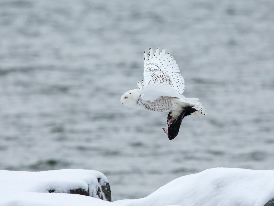 Snowy owl flies over a body of water