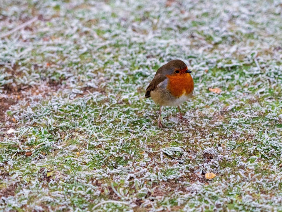 A robin stands on frosty grass