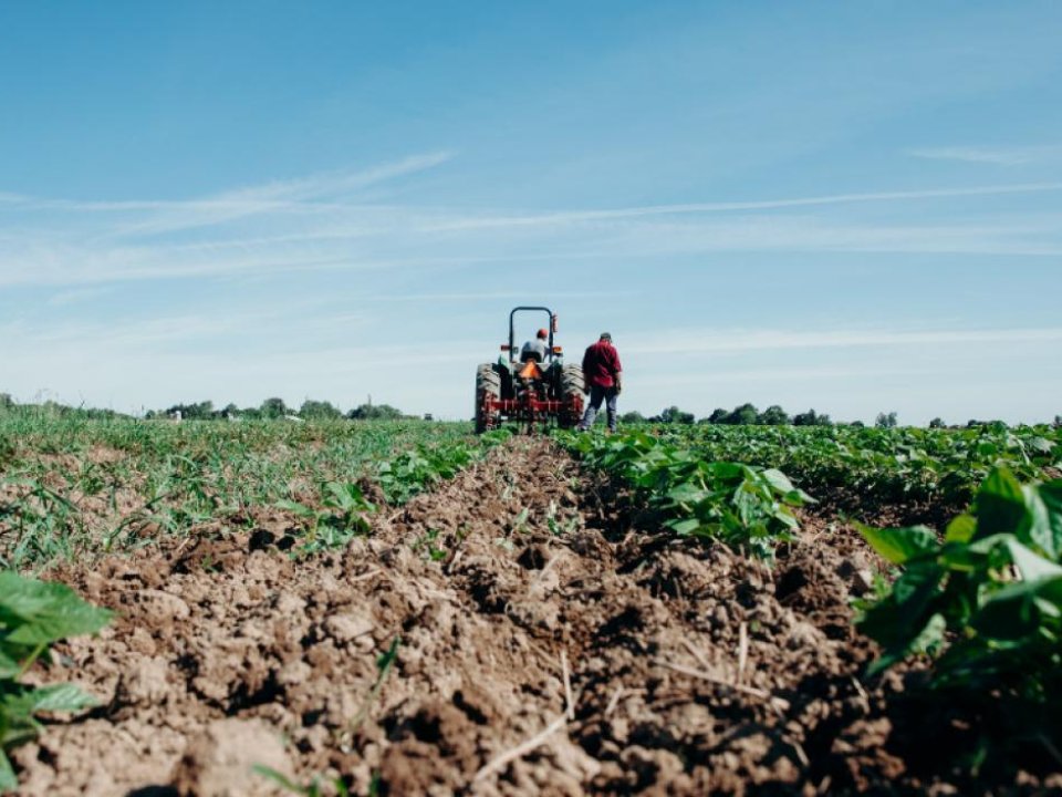 Tractor drives down rows of produce on a farm