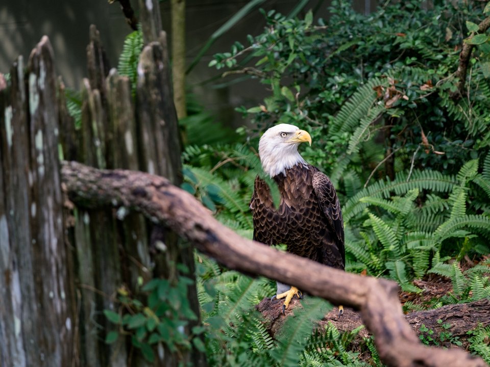 Bald eagle stands in grass
