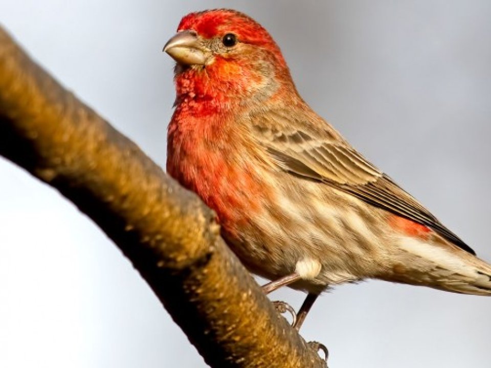 House Finch on a branch