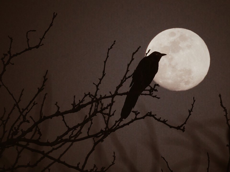 Bird sits on tree branch in front of full moon