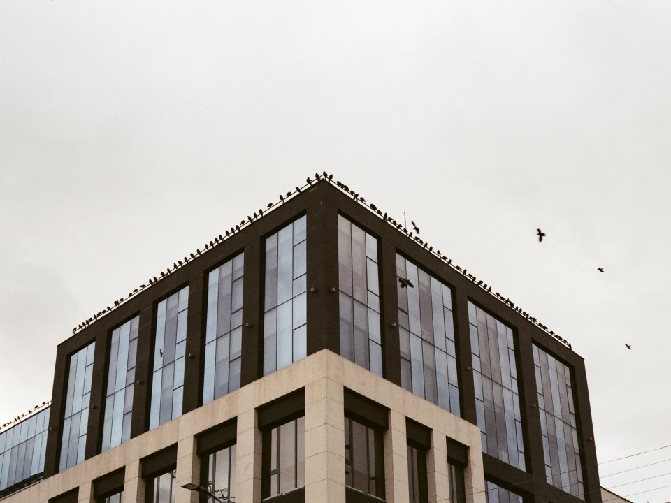 Birds sit on top of an office building