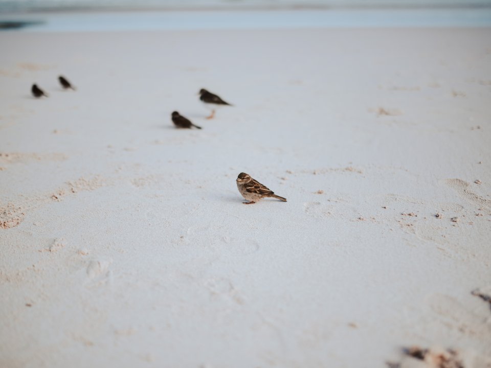 Small birds on sand