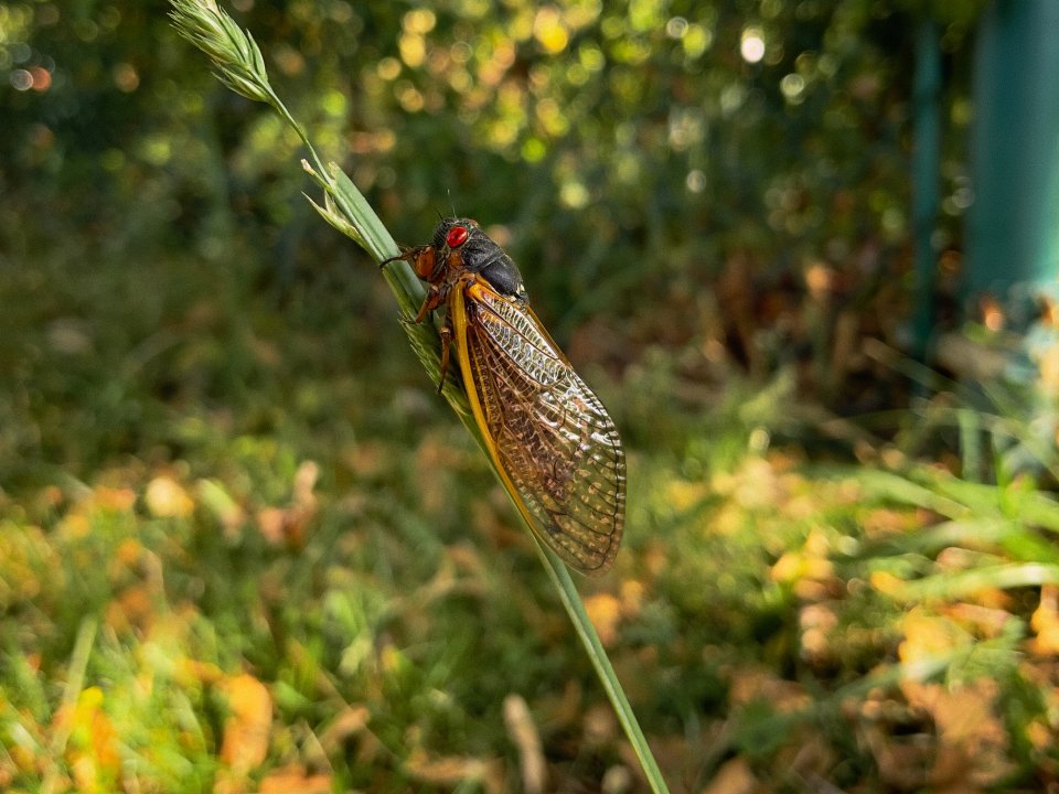 Cicada bug sits on a leaf