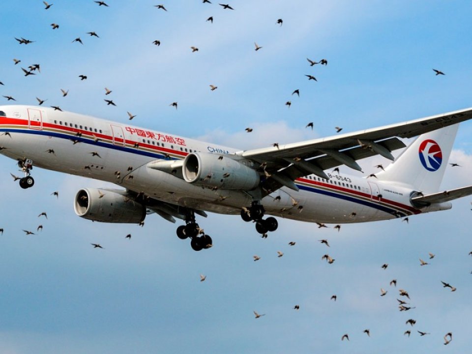 Plane flies through a flock of birds