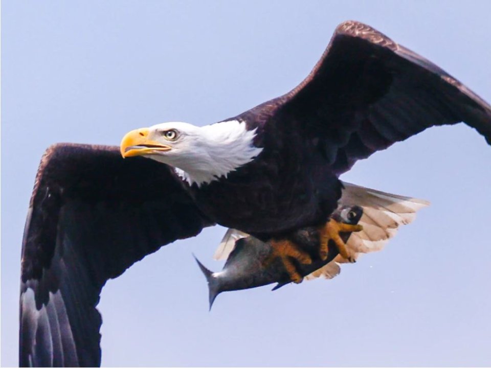 Bald eagle soars through air with a fish in its talons